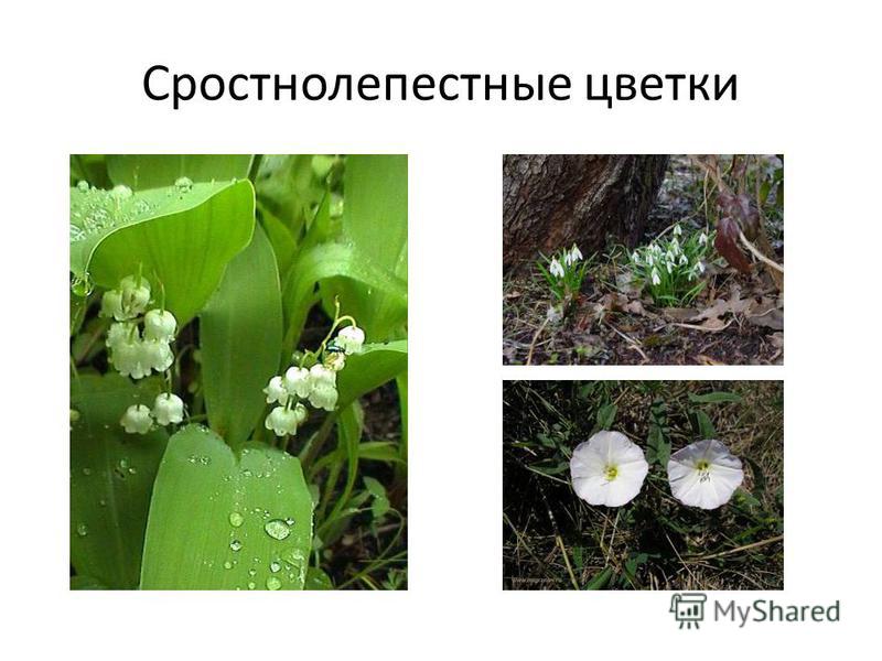 Декоративный колодец на даче своими руками фото odome 99 Декоративный колодец на даче своими руками фото odome 4