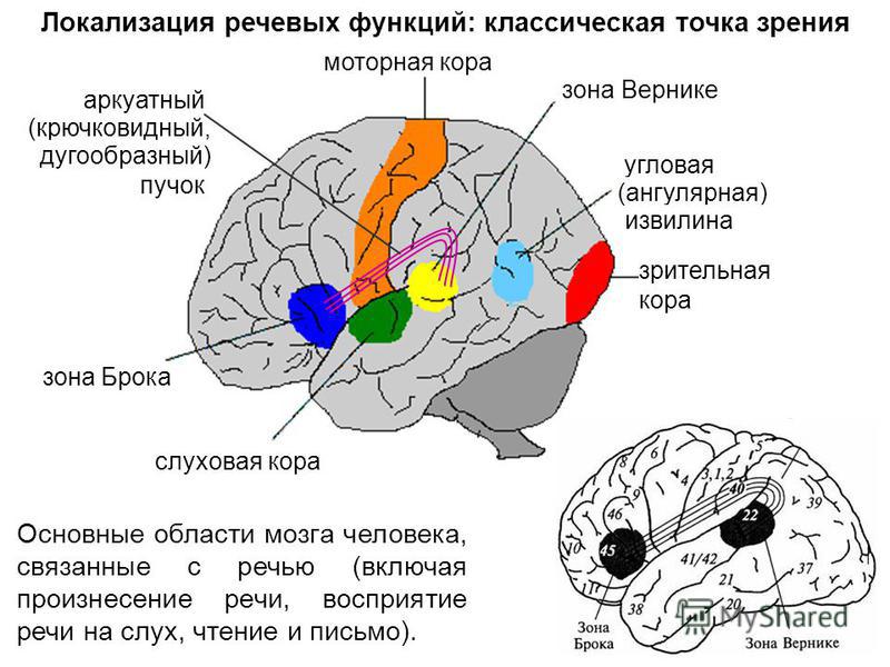 Схема мозги с участками Схема мозги с участками