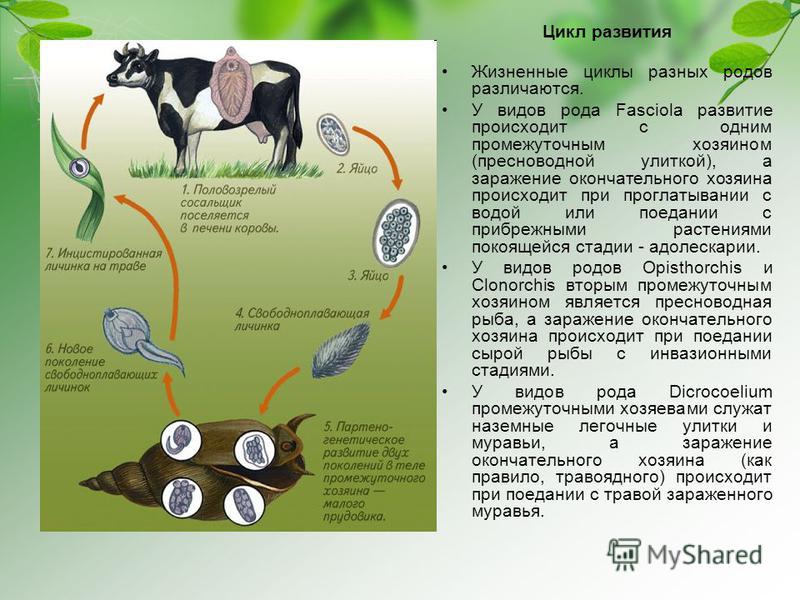 сосальщики у человека чем опасны сосальщики у человека чем опасны