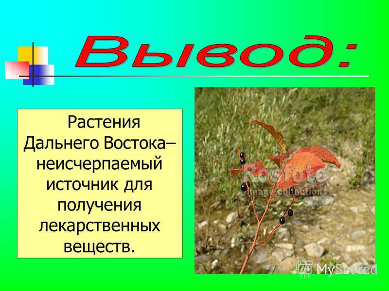 Растения дальнего востока презентация и проект