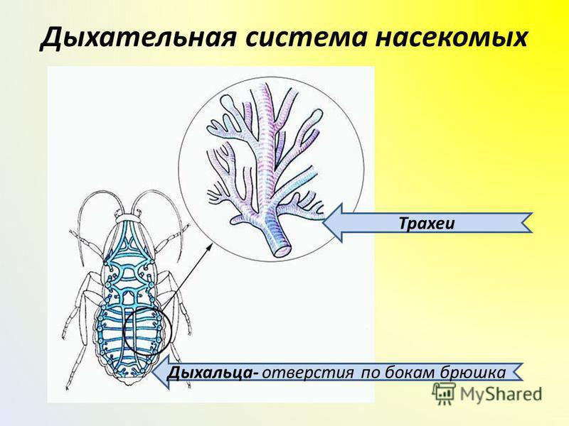 Дыхательная система насекомых Дыхальца- отверстия по бокам брюшка Трахеи