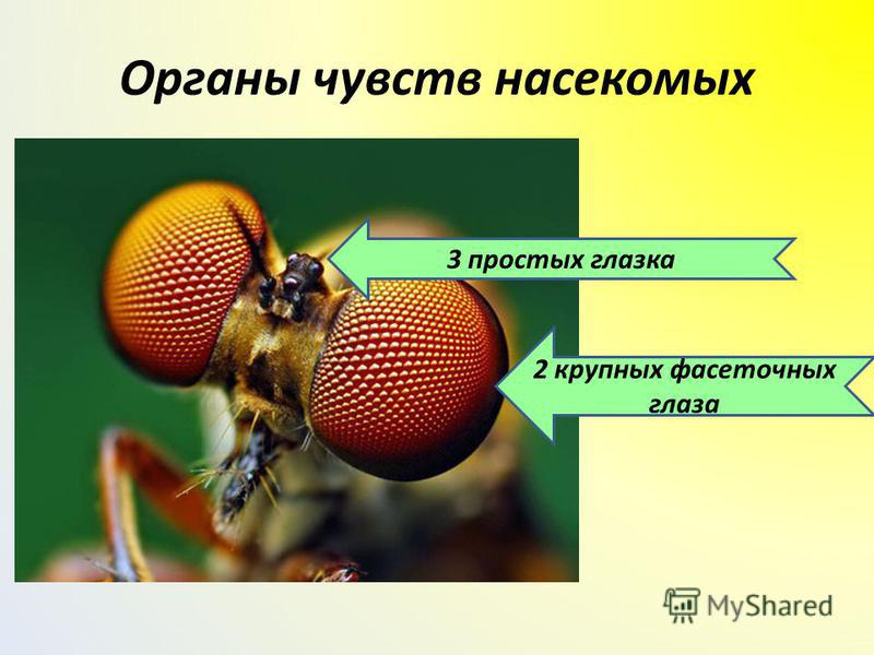 Органы чувств насекомых 2 крупных фасеточных глаза 3 простых глазка