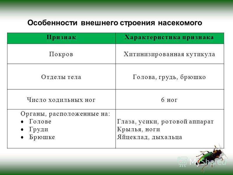 Охарактеризуйте особенности внешнего строения насекомых используя рисунки в тексте параграфа