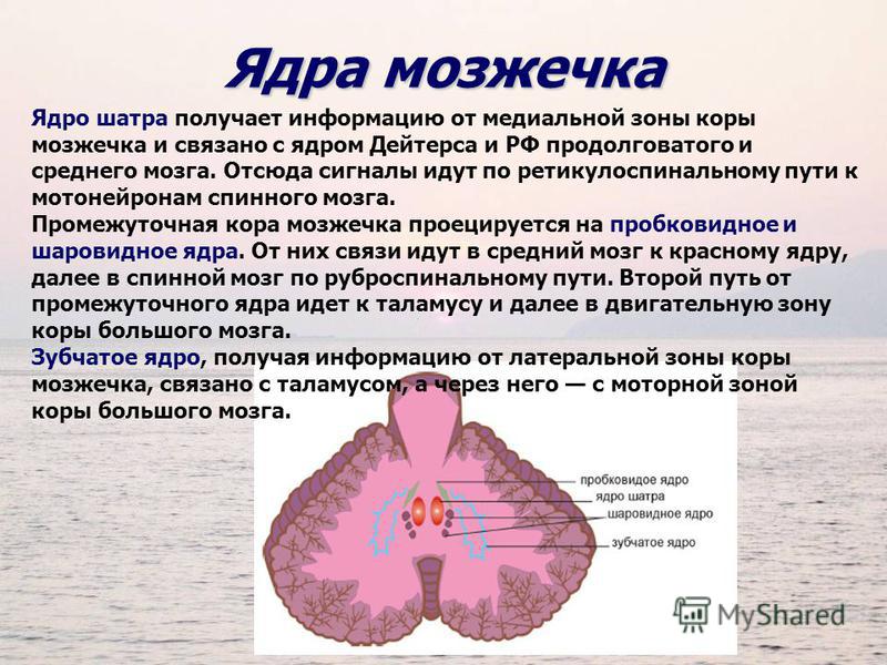 Ядро таламуса связанное с регуляцией движений называется Ядро таламуса связанное с регуляцией движений называется
