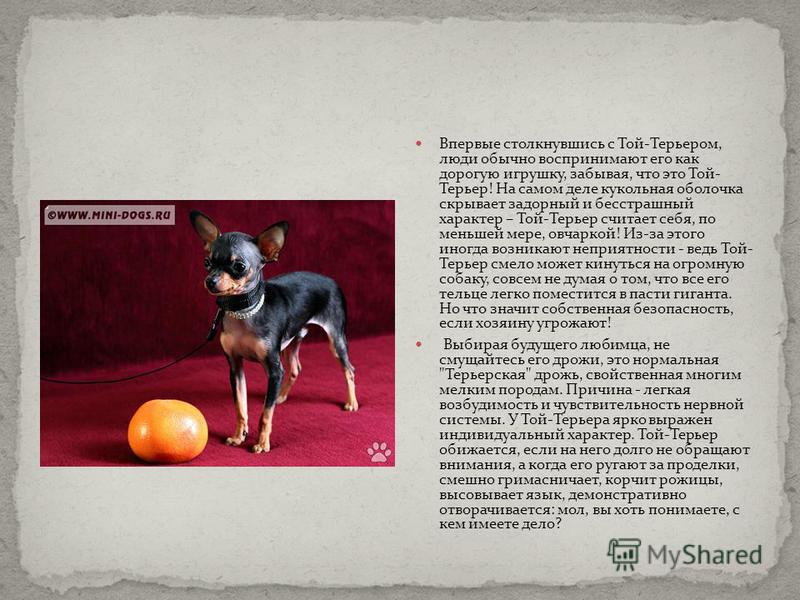 Проект скачать русский той терьер Проект той терьер