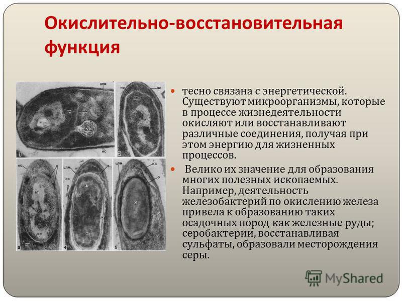 Окислительно восстановительная функция живого вещества планеты связана с Окислительно восстановительная функция живого вещества планеты связана
