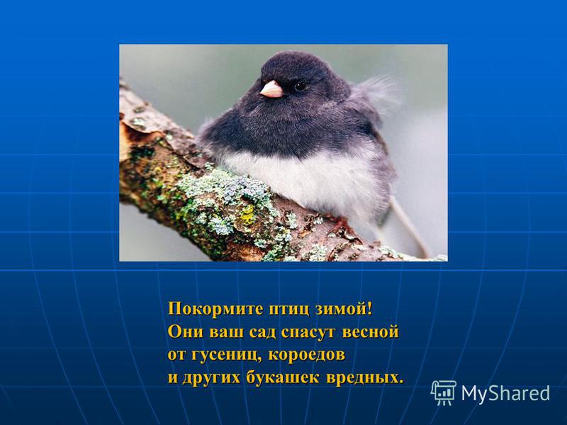 Класс.ру скачать классный час птицы зимой в начальной школе