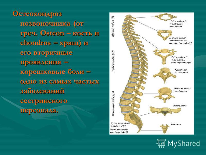 Курсовая позвоночник Курсовая позвоночник