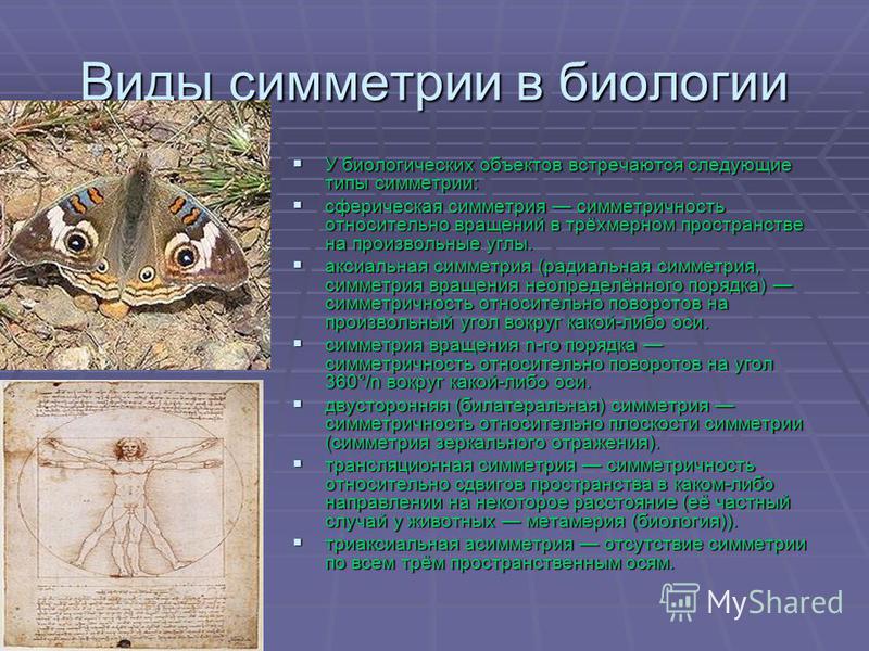 Симметрия животных таблица: найдено 89 картинок
