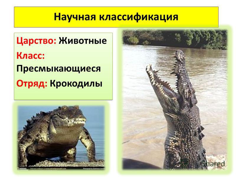 Реферат: Крокодилы 2