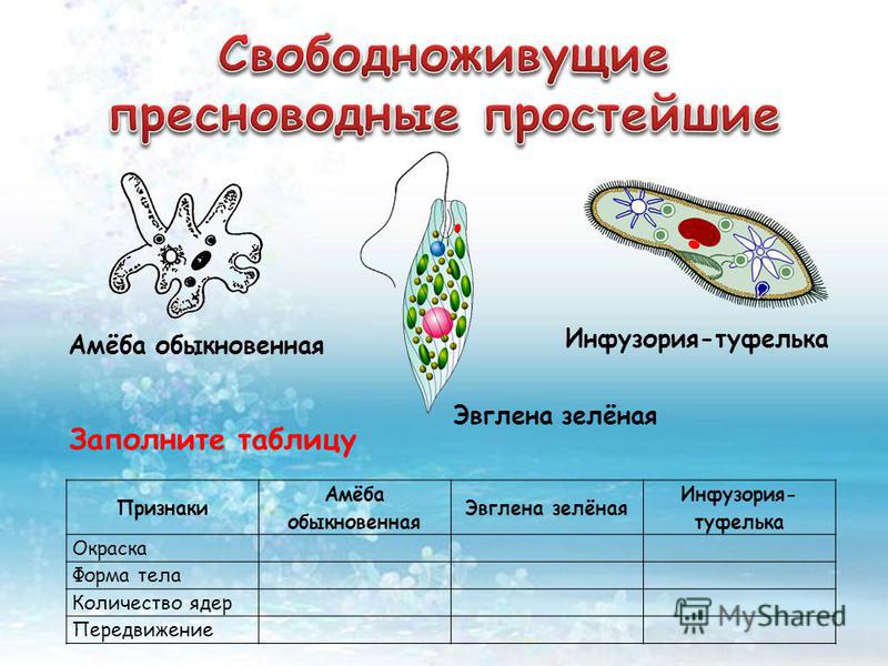 Инфузория эвглена зеленая Инфузория эвглена зеленая