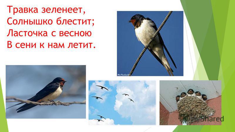 Ласточка стих читает Ласточка стих читает