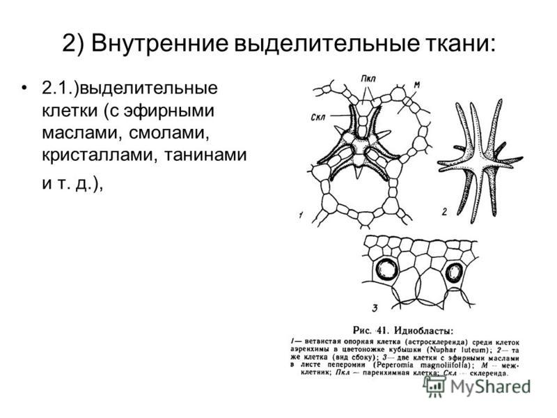 Презентация к урокам биологии в 5 классе "Ткани растений и животных"