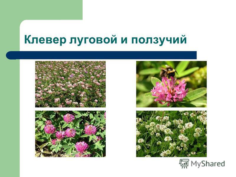Черты сходства клевера лугового и ползучего