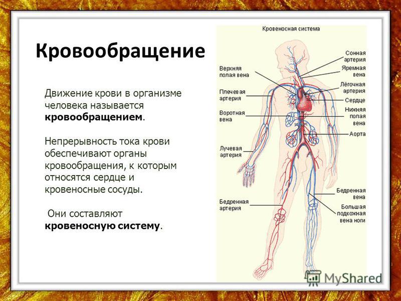 Реферат: Кровеносная система человека