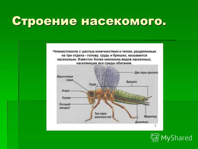 Презентация к уроку "Класс насекомые".