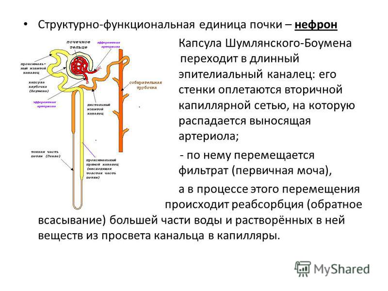 Схема структурно функциональной единицы почек
