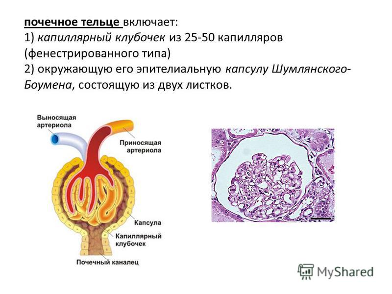 Что находится внутри почечной капсулы Презентация на тему: "Мочеполовая система Раздел 1. Строение почки. Почка (ren) 