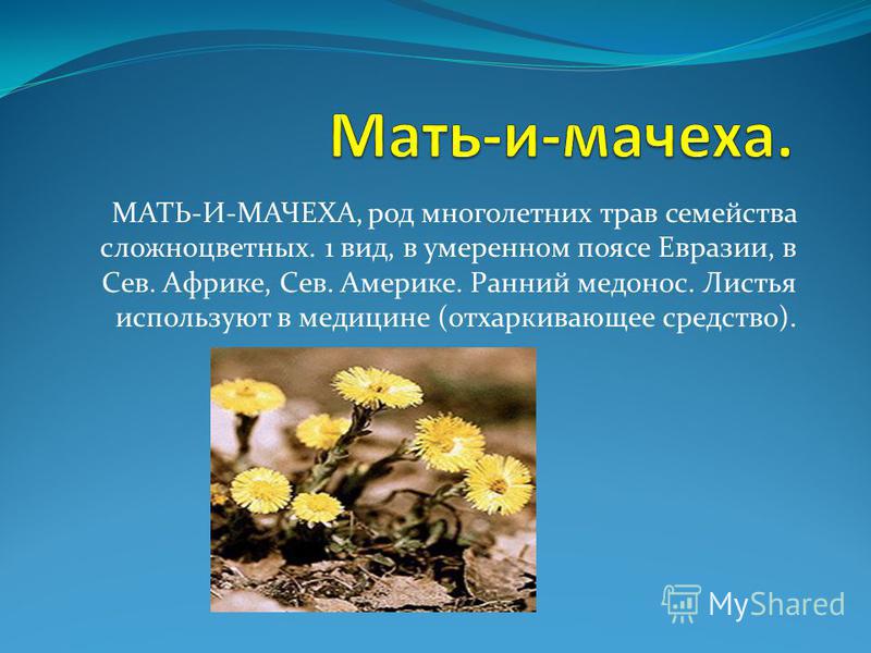 МАТЬ-И-МАЧЕХА, род многолетних трав семейства сложноцветных. 1 вид, в умеренном поясе Евразии, в Сев. Африке, Сев. Америке. Ранний медонос. Листья используют в медицине (отхаркивающее средство).