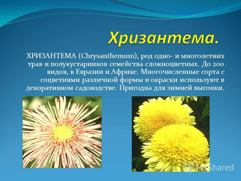 ХРИЗАНТЕМА (Chrysanthemum), род одно- и многолетних трав и полукустарников семейства сложноцветных. До 200 видов, в Евразии и Африке. Многочисленные сорта с соцветиями различной формы и окраски используют в декоративном садоводстве. Пригодна для зимн