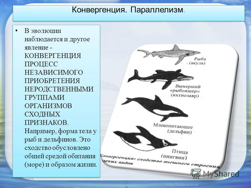Конвергентная эволюция