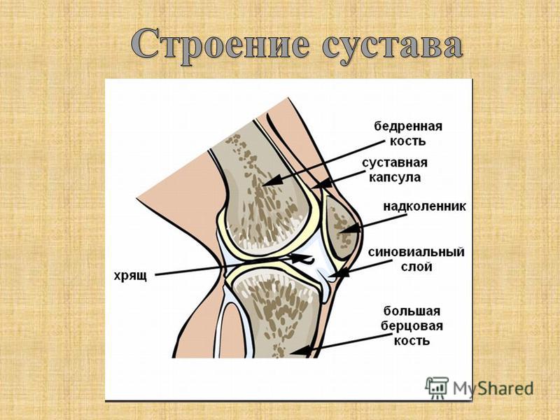 Хрящ кости суставы Хрящ кости суставы