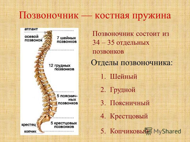 Крестцовый и копчиковый отделы позвоночника. Пояснично Крестцовый Отдел Позвоночника Где Находится Фото – Telegraph Поясничный отдел позвоночника Томография крестцово-копчикового отдела позвоночника (МРТ) в Мытищах.