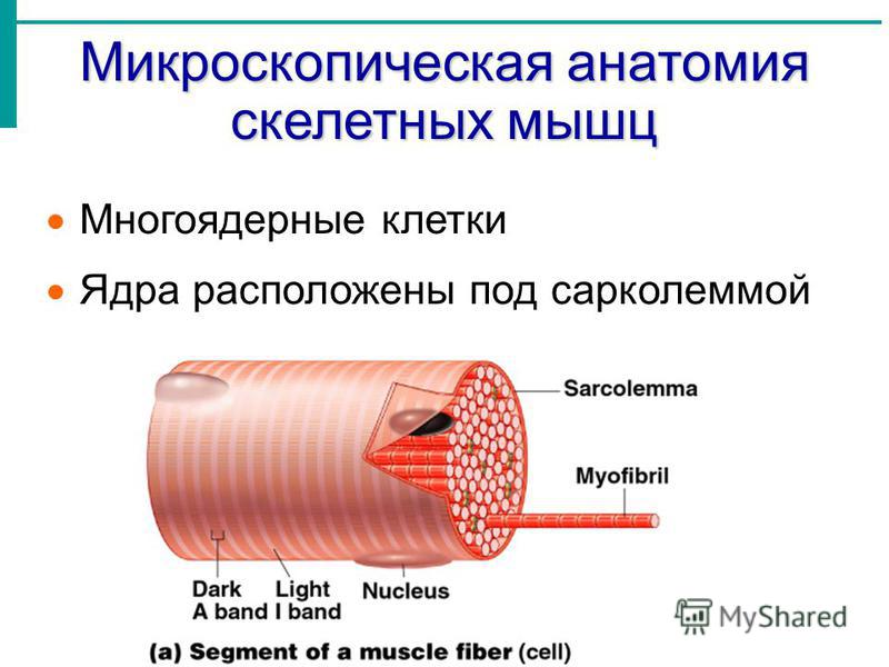 Микроскопическая анатомия скелетных мышц Многоядерные клетки Ядра расположены под сарколеммой