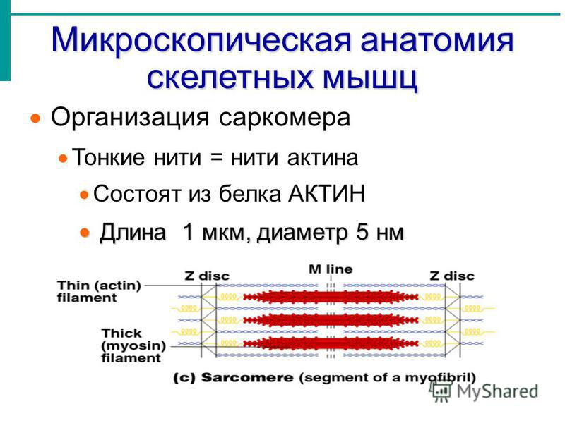 Микроскопическая анатомия скелетных мышц Организация саркомера Тонкие нити = нити актина Состоят из белка АКТИН Длина 1 мкм, диаметр 5 нм Длина 1 мкм, диаметр 5 нм