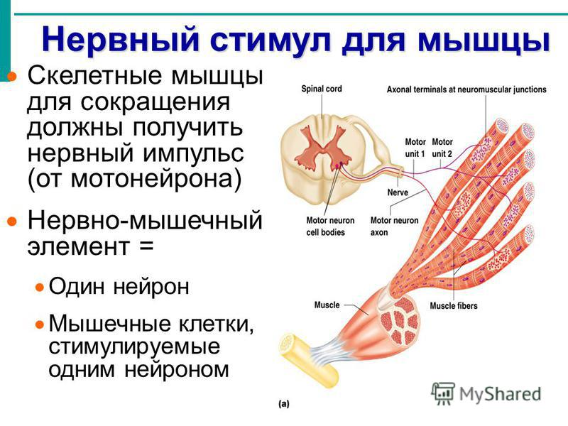 Нервный стимул для мышцы Скелетные мышцы для сокращения должны получить нервный импульс (от мотонейрона) Нервно-мышечный элемент = Один нейрон Мышечные клетки, стимулируемые одним нейроном