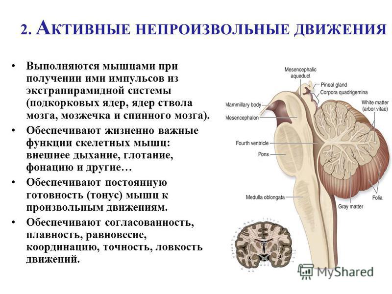 2. А КТИВНЫЕ НЕПРОИЗВОЛЬНЫЕ ДВИЖЕНИЯ Выполняются мышцами при получении ими импульсов из экстрапирамидной системы (подкорковых ядер, ядер ствола мозга, мозжечка и спинного мозга). Обеспечивают жизненно важные функции скелетных мышц: внешнее дыхание, г