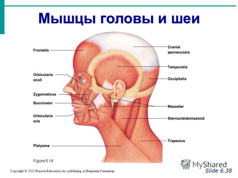 Мышцы головы и шеи Slide 6.38 Copyright © 2003 Pearson Education, Inc. publishing as Benjamin Cummings Figure 6.14