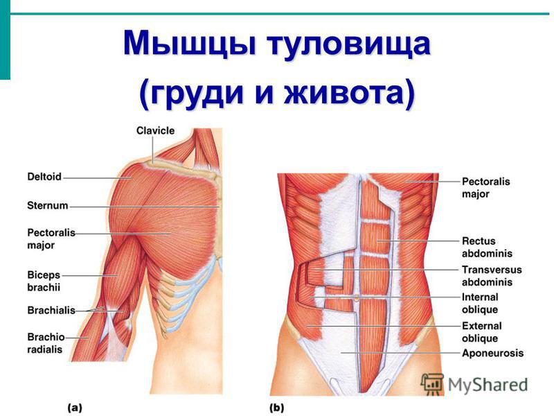Мышцы туловища (груди и живота)