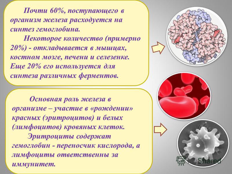 Основная роль железа в организме – участие в «рождении» красных (эритроцитов) и белых (лимфоцитов) кровяных клеток. Эритроциты содержат гемоглобин - переносчик кислорода, а лимфоциты ответственны за иммунитет. Почти 60%, поступающего в организм желез