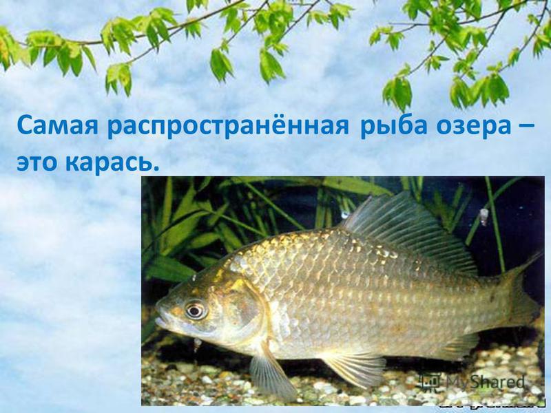 Самая распространённая рыба озера – это карась.