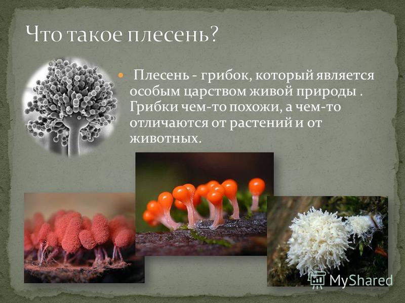Плесень - грибок, который является особым царством живой природы. Грибки чем-то похожи, а чем-то отличаются от растений и от животных.