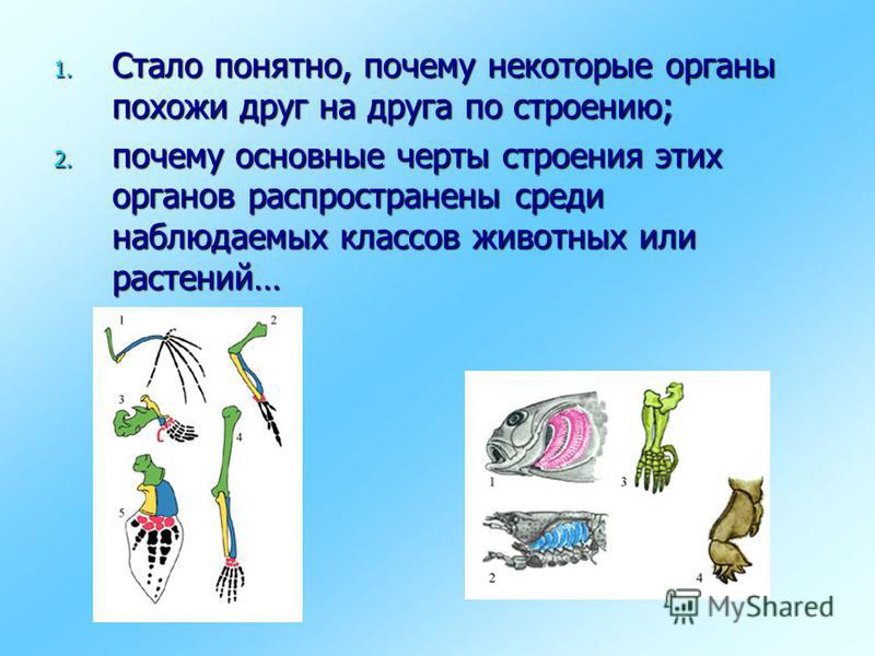 1. Стало понятно, почему некоторые органы похожи друг на друга по строению; 2. почему основные черты строения этих органов распространены среди наблюдаемых классов животных или растений…