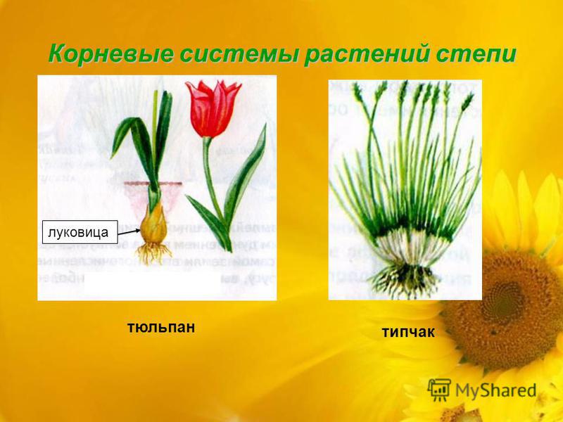 Корневые системы растений степи луковица тюльпан типчак