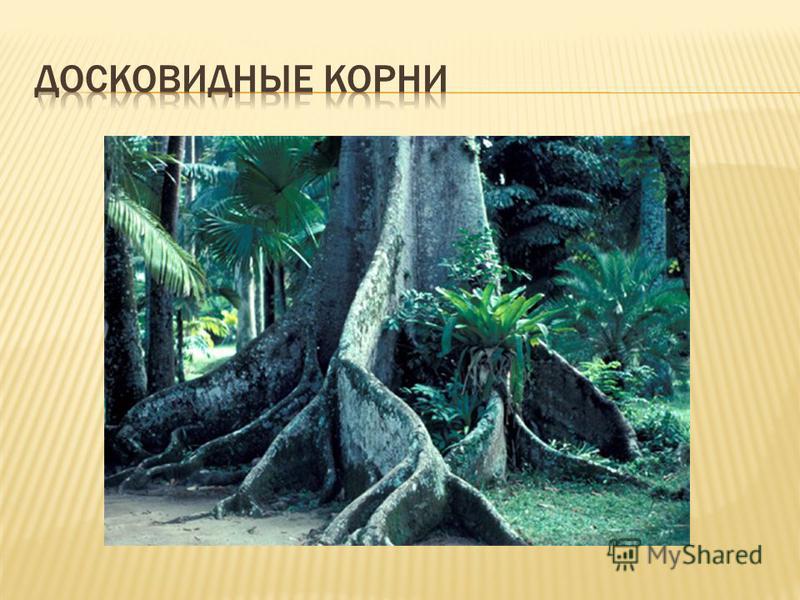Досковидные корни примеры растений Досковидные Корни Примеры Растений - 64 фото