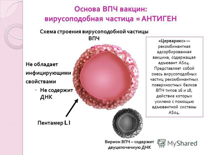 Впч что это гинекология