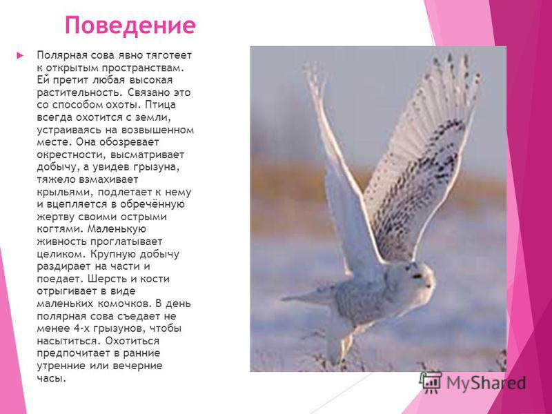 Стих белый филин Стих белый филин