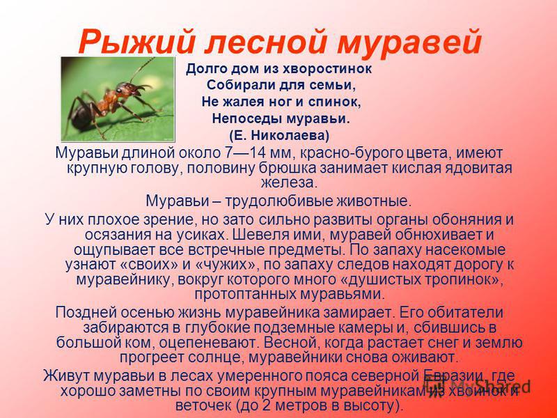 Рыжий лесной муравей Долго дом из хворостинок Собирали для семьи, Не жалея ног и спинок, Непоседы муравьи. (Е. Николаева) Муравьи длиной около 714 мм, красно-бурого цвета, имеют крупную голову, половину брюшка занимает кислая ядовитая железа. Муравьи
