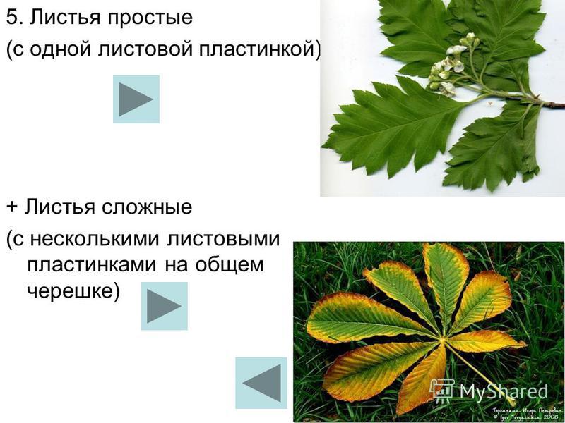 5. Листья простые (с одной листовой пластинкой) + Листья сложные (с несколькими листовыми пластиниками на общем черешке)