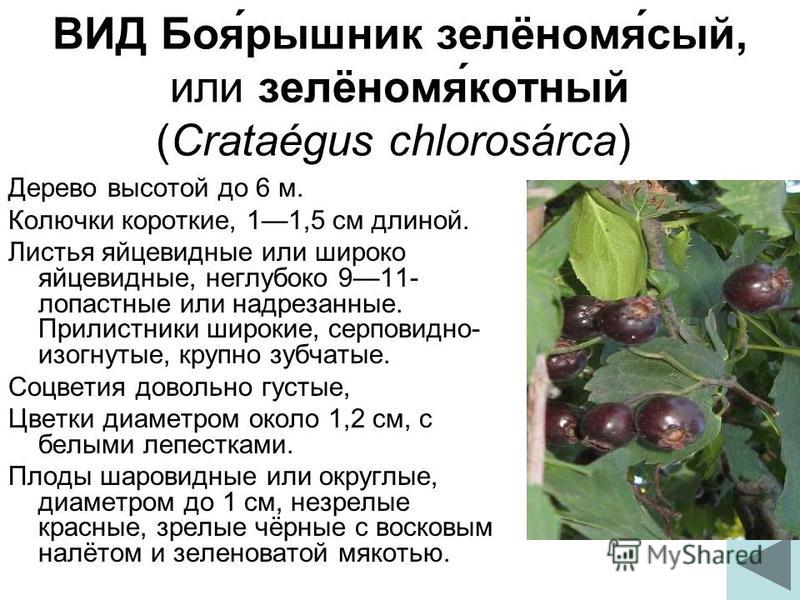 ВИД Боя́рушник зелёномя́сын, или зелёномя́коустный (Crataégus chlorosárca) Дерево высотой до 6 м. Колючки короткие, 11,5 см длиной. Листья яйцевидные или широко яйцевидные, неглубоко 911- лопастные или надрезанные. Прилистники широкие, серповидно- из