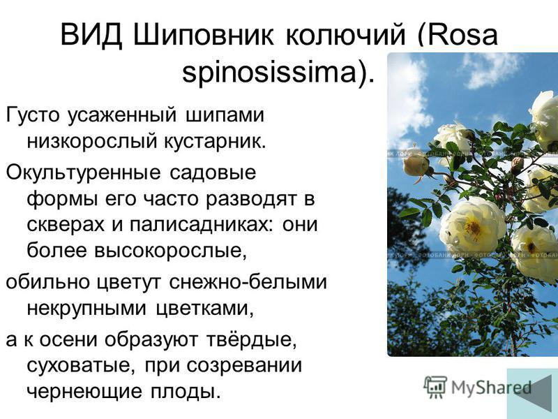 ВИД Шиповник колючий (Rosa spinosissima). Густо усаженный шипами низкорослый кустарник. Окультуренные садовые формы его часто разводят в скверах и палисадниках: они более высокорослые, обильно цветут снежно-белыми некрупными цветками, а к осени образ
