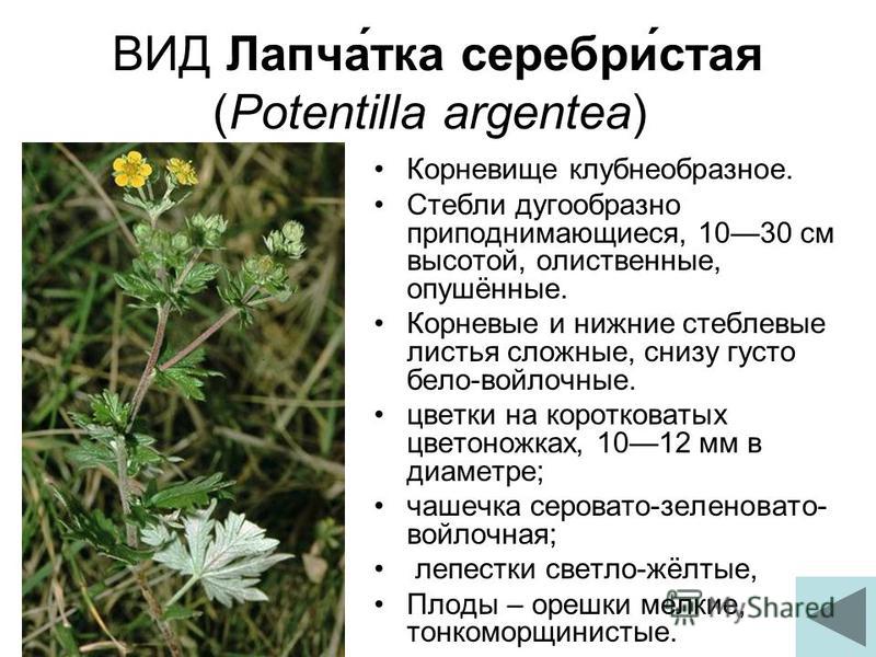 ВИД Лапча́тка серебри́стая (Potentilla argentea) Корневище клубнеобразное. Стебли дугообразно приподнимающиеся, 1030 см высотой, олиственные, опушённые. Корневые и нижние стеблевые листья сложные, снизу густо бело-войлочные. цветки на коротковатых цв