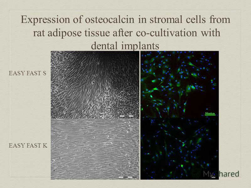 Expression of osteocalcin in stromal cells from rat adipose tissue after co-cultivation with dental implants EASY FAST S EASY FAST K