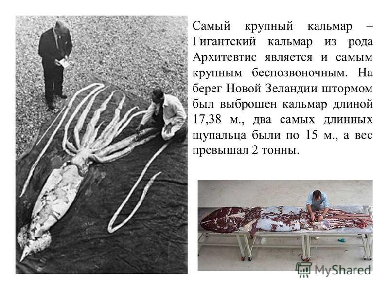 Самый крупный кальмар – Гигантский кальмар из рода Архитевтис является и самым крупным беспозвоночным. На берег Новой Зеландии штормом был выброшен кальмар длиной 17,38 м., два самых длинных щупальца были по 15 м., а вес превышал 2 тонны.