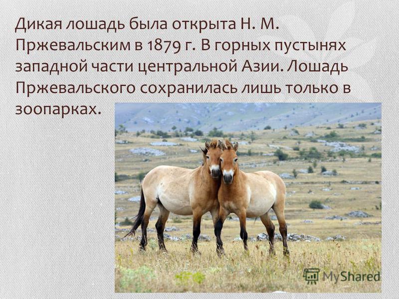 Дикая лошадь была открыта Н. М. Пржевальским в 1879 г. В горных пустынях западной части центральной Азии. Лошадь Пржевальского сохранилась лишь только в зоопарках.