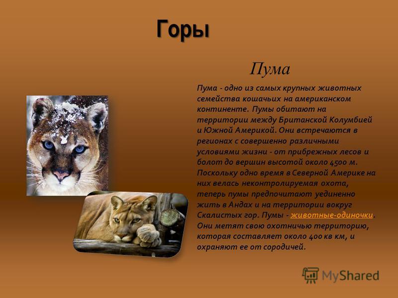Горы Пума - одно из самых крупных животных семейства кошачьих на американском континенте. Пумы обитают на территории между Британской Колумбией и Южной Америкой. Они встречаются в регионах с совершенно различными условиями жизни - от прибрежных лесов